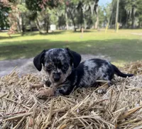 Dixie, a female Dachshund and Pomeranian for sale in DeLand, FL – Photo 5 of 8