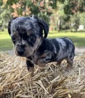 Dixie, a female Dachshund and Pomeranian for sale in DeLand, FL – Photo 7 of 8