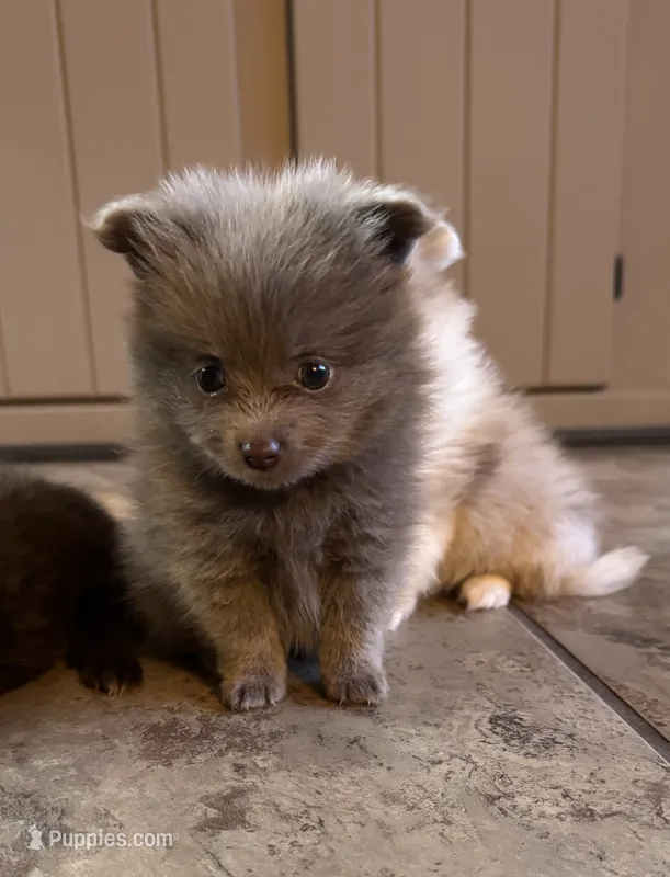 Sterling – Pomeranian puppy for sale in DeLand, FL
