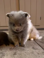 Sterling, a male Pomeranian for sale in DeLand, FL – 1 of 7