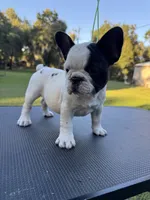 Piper, a female French Bulldog for sale in DeLand, FL – 2 of 6