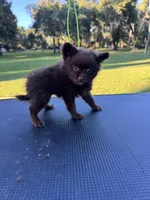 Cocoa, a female Chihuahua and Pomeranian for sale in DeLand, FL – 4 of 4