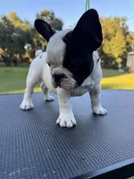 Piper, a female French Bulldog for sale in DeLand, FL – 3 of 6