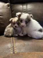 Jewel, a female Chihuahua and Pomeranian for sale in DeLand, FL – 5 of 5