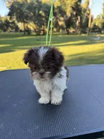 Truffle, a male Shih Tzu for sale in DeLand, FL – 5 of 6