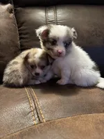 Gemma, a female Chihuahua and Pomeranian for sale in DeLand, FL – 4 of 4