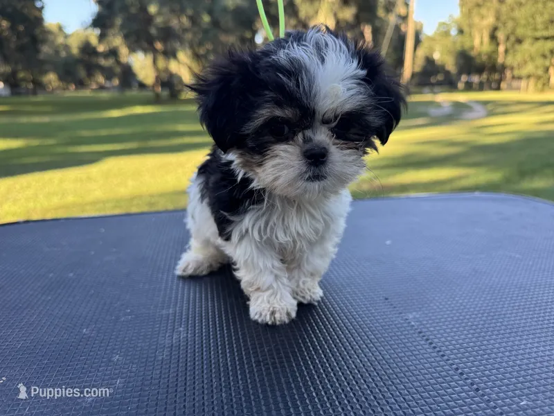Timmy – Shih Tzu puppy for sale in DeLand, FL
