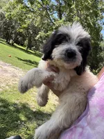 Patty, a female Great Pyrenees and Poodle - Miniature  for sale in DeLand, FL – 3 of 3