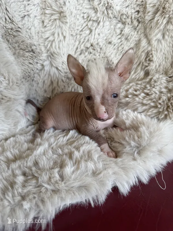 Dobbi – Chihuahua puppy for sale in DeLand, FL