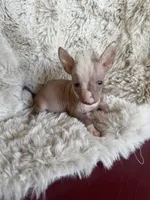 Dobbi, a male Chihuahua for sale in DeLand, FL – 1 of 5