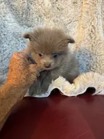Sterling, a male Pomeranian for sale in DeLand, FL – 7 of 7