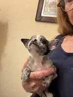 Bentley, a male Chihuahua for sale in DeLand, FL – 2 of 5