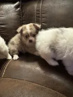 Jewel, a female Chihuahua and Pomeranian for sale in DeLand, FL – 2 of 5