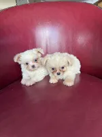 processed/7993a243-85e9-4149-a57b-4c1368d376ac/listing/e6c42e7a-7afa-4bac-9694-c4c763b8d37e/719c08df-cbe8-4b00-ab0a-759cf41d880b