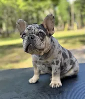 Rebel, a male French Bulldog for sale in DeLand, FL – Photo 6 of 6