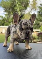 Rebel, a male French Bulldog for sale in DeLand, FL – Photo 3 of 6