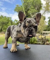 Rebel, a male French Bulldog for sale in DeLand, FL – Photo 4 of 6
