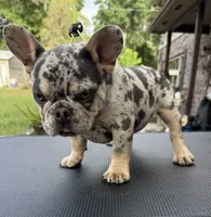 Rebel, a male French Bulldog for sale in DeLand, FL – Photo 5 of 6