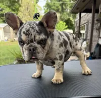 Rebel, a male French Bulldog for sale in DeLand, FL – Photo 2 of 6