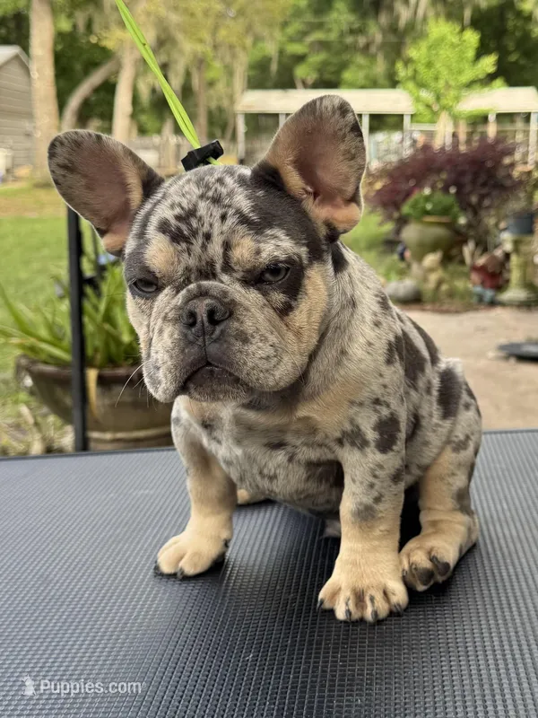 Rebel – French Bulldog puppy for sale in DeLand, FL