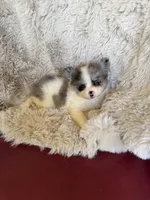 Bingo, a male Chihuahua and Pomeranian for sale in DeLand, FL – 5 of 6
