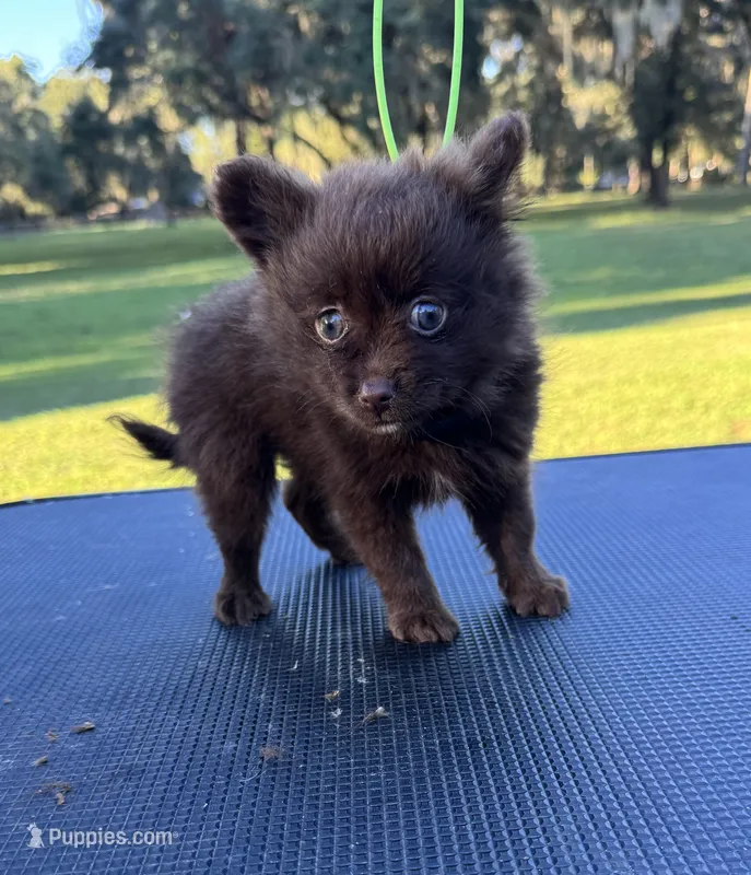 Cocoa – Chihuahua, Pomeranian puppy for sale in DeLand, FL