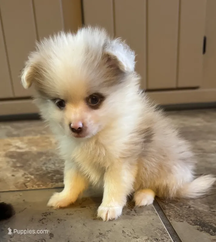 Paddy – Pomeranian puppy for sale in DeLand, FL