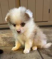 Paddy, a male Pomeranian for sale in DeLand, FL – 1 of 10