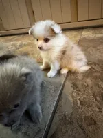 Paddy, a male Pomeranian for sale in DeLand, FL – 6 of 10