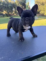 Peewee, a female French Bulldog for sale in DeLand, FL – 6 of 6