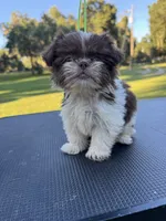 Truffle, a male Shih Tzu for sale in DeLand, FL – 3 of 6
