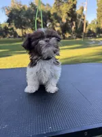 Truffle, a male Shih Tzu for sale in DeLand, FL – 2 of 6