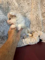 Paddy, a male Pomeranian for sale in DeLand, FL – 10 of 10