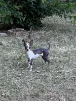 Daphne, a female Chihuahua for sale in DeLand, FL – 2 of 4