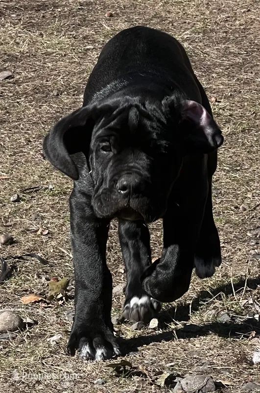 Puppy 1  – Cane Corso puppy for sale in Roy, WA