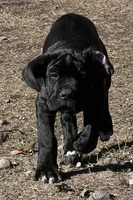 Puppy 1 , a male Cane Corso for sale in Roy, WA – 1 of 2