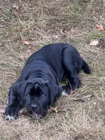Puppy 1 , a male Cane Corso for sale in Roy, WA – 2 of 2