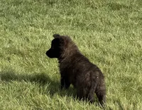 Finn, a male Dutch Shepherd for sale in Salem, WI – 2 of 9