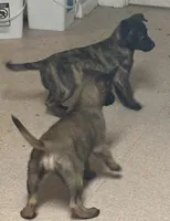 Finn, a male Dutch Shepherd for sale in Salem, WI – 4 of 9