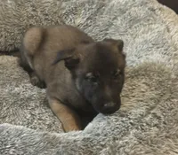 Daisy, a female Belgian Malinois for sale in Salem, WI – 4 of 8
