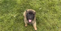 Milo, a male Belgian Malinois for sale in Salem, WI – 2 of 10