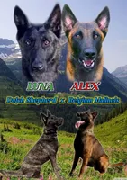 Finn, a male Dutch Shepherd for sale in Salem, WI – 7 of 9