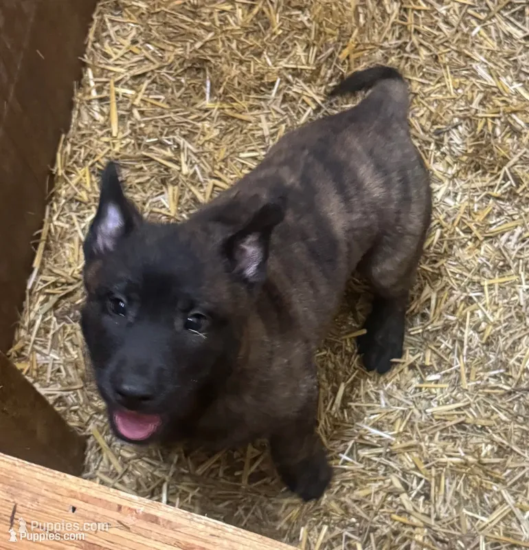 Dana – Dutch Shepherd puppy for sale in Salem, WI