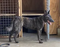 Finn, a male Dutch Shepherd for sale in Salem, WI – 9 of 9