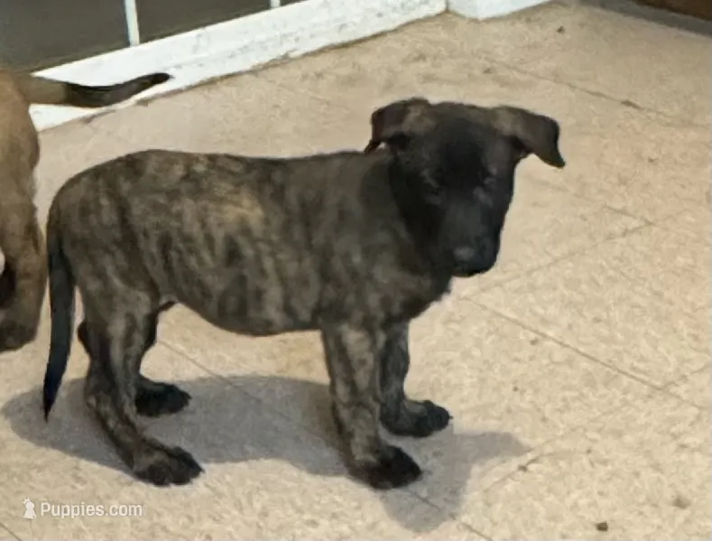 Rocky – Dutch Shepherd puppy for sale in Salem, WI