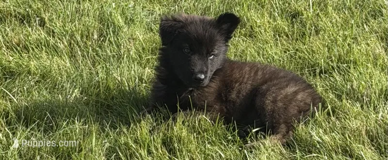 Finn – Dutch Shepherd puppy for sale in Salem, WI