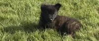 Finn, a male Dutch Shepherd for sale in Salem, WI – 1 of 9