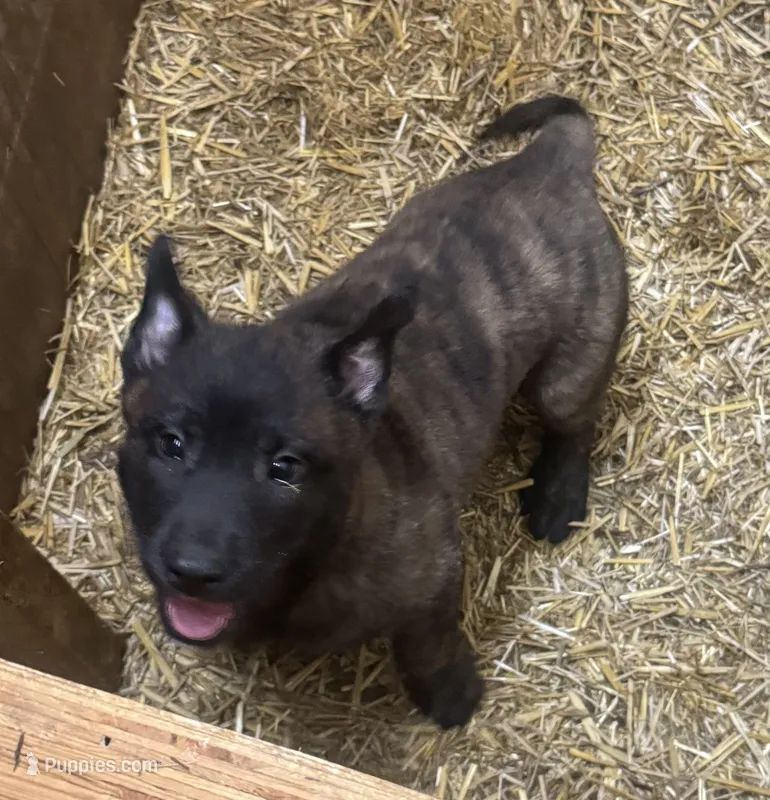 Jay  – Dutch Shepherd puppy for sale in Salem, WI