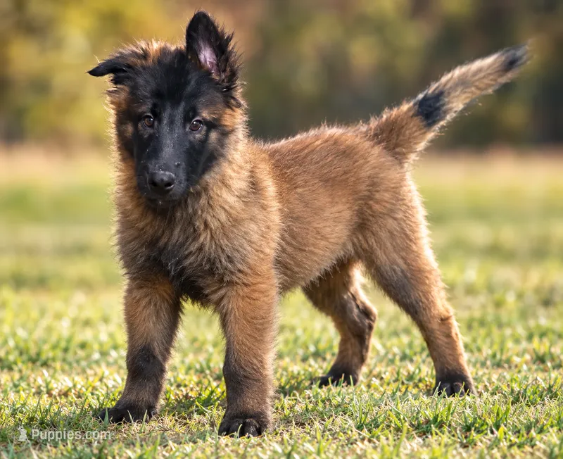 Jack – Belgian Malinois, Dutch Shepherd puppy for sale in Salem, WI
