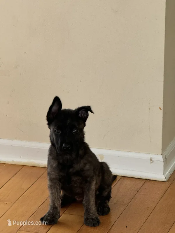 Rocky – Dutch Shepherd puppy for sale in Salem, WI